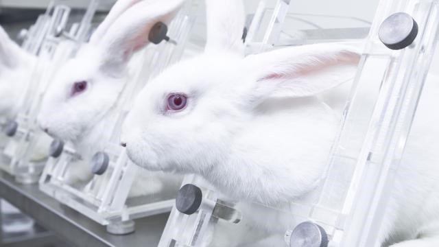 No Testing on Animals!