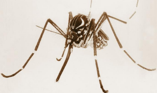 2026.5.22_mosquito_image.png Image