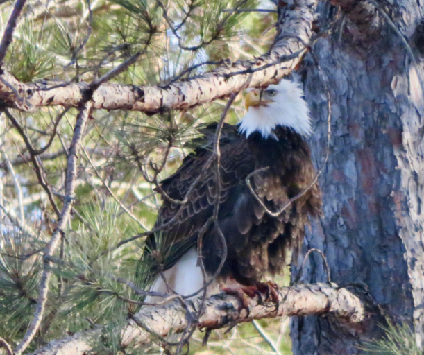 Bald_Eagle_Photo.png Image